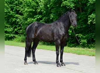 Weitere Ponys/Kleinpferde, Hengst, 6 Jahre, 142 cm, Rappe