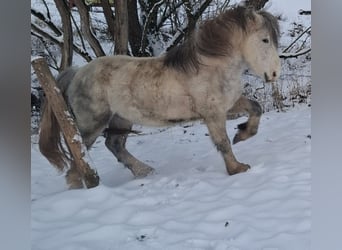 Weitere Ponys/Kleinpferde Mix, Hengst, 6 Jahre, 145 cm, Schimmel