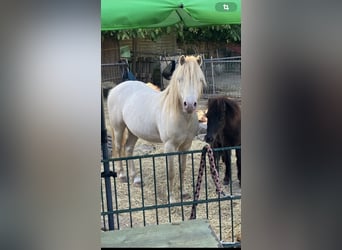 Weitere Ponys/Kleinpferde Mix, Hengst, 8 Jahre, 110 cm, Perlino