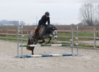 Weitere Ponys/Kleinpferde, Hengst, 8 Jahre, 145 cm, Blauschimmel