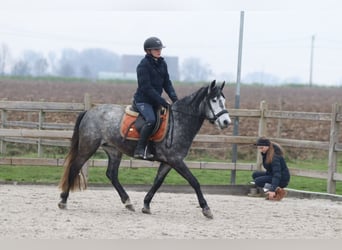 Weitere Ponys/Kleinpferde, Hengst, 8 Jahre, 145 cm