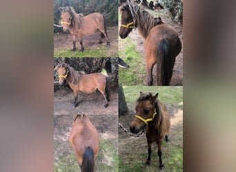 Weitere Ponys/Kleinpferde Mix, Hengst, Fohlen (04/2025), 118 cm, Tigerschecke
