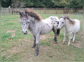 Weitere Ponys/Kleinpferde Mix, Hengst, Fohlen (04/2025), 118 cm, Tigerschecke