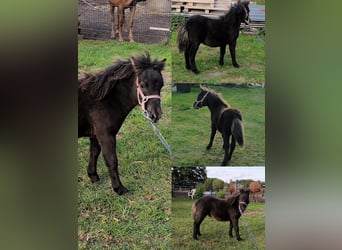 Weitere Ponys/Kleinpferde Mix, Hengst, Fohlen (04/2025), 118 cm, Tigerschecke
