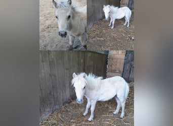 Weitere Ponys/Kleinpferde Mix, Hengst, Fohlen (04/2025), 118 cm, Tigerschecke