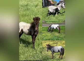 Weitere Ponys/Kleinpferde Mix, Hengst, Fohlen (04/2025), 118 cm, Tigerschecke