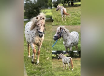 Weitere Ponys/Kleinpferde Mix, Hengst, Fohlen (04/2025), 118 cm, Tigerschecke