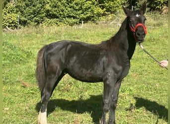 Weitere Ponys/Kleinpferde, Hengst, Fohlen (03/2025), 125 cm, Rappe