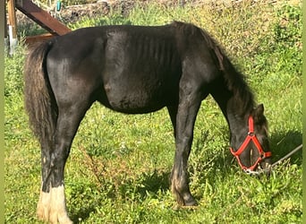 Weitere Ponys/Kleinpferde, Hengst, Fohlen (03/2025), 125 cm, Rappe