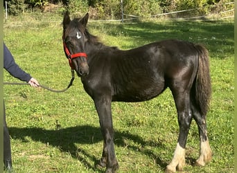 Weitere Ponys/Kleinpferde, Hengst, Fohlen (03/2025), 125 cm, Rappe