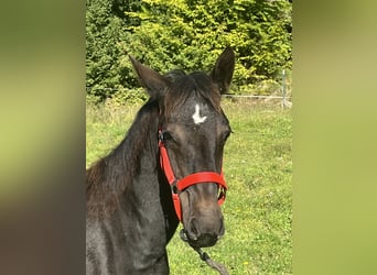 Weitere Ponys/Kleinpferde, Hengst, Fohlen (03/2025), 125 cm, Rappe