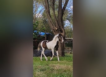 Weitere Ponys/Kleinpferde Mix, Hengst, Fohlen (04/2025), 145 cm, Schecke