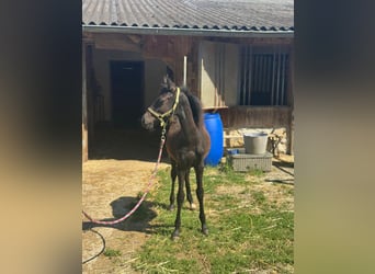 Weitere Ponys/Kleinpferde, Hengst, Fohlen (03/2025), 147 cm, Rappe