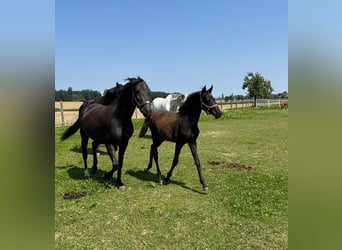 Weitere Ponys/Kleinpferde, Hengst, Fohlen (03/2025), 147 cm, Rappe