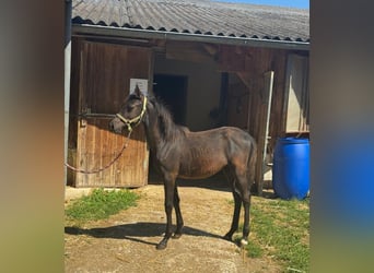 Weitere Ponys/Kleinpferde, Hengst, Fohlen (03/2025), 147 cm, Rappe