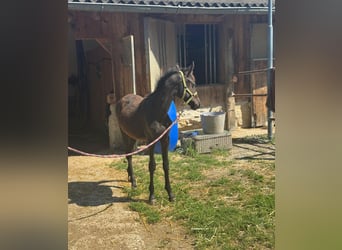 Weitere Ponys/Kleinpferde, Hengst, Fohlen (03/2025), 147 cm, Rappe