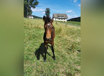 Weitere Ponys/Kleinpferde, Hengst, , 150 cm, Brauner