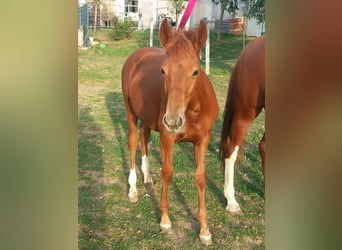 Weitere Ponys/Kleinpferde, Hengst, Fohlen (04/2026), 150 cm, Fuchs