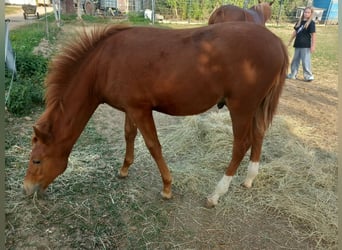 Weitere Ponys/Kleinpferde, Hengst, Fohlen (04/2026), 150 cm, Fuchs