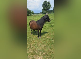 Weitere Ponys/Kleinpferde, Stute, 10 Jahre, 118 cm, Rappe