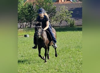 Weitere Ponys/Kleinpferde, Stute, 10 Jahre, 118 cm, Rappe