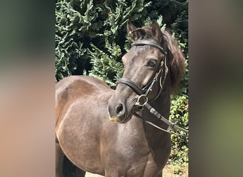 Weitere Ponys/Kleinpferde, Stute, 10 Jahre, 124 cm, Rappe