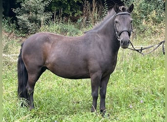Weitere Ponys/Kleinpferde, Stute, 10 Jahre, 124 cm, Rappe
