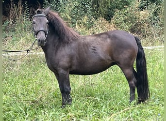 Weitere Ponys/Kleinpferde, Stute, 10 Jahre, 124 cm, Rappe