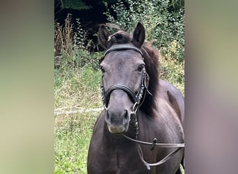 Weitere Ponys/Kleinpferde, Stute, 10 Jahre, 124 cm, Rappe