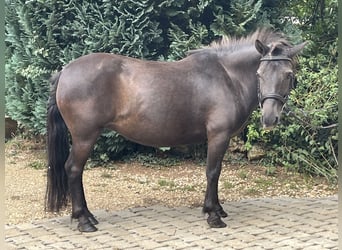 Weitere Ponys/Kleinpferde, Stute, 10 Jahre, 124 cm, Rappe