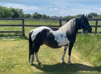 Weitere Ponys/Kleinpferde, Stute, 10 Jahre, 124 cm, Schecke