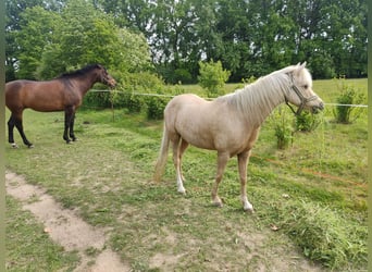 Weitere Ponys/Kleinpferde, Stute, 10 Jahre, 127 cm