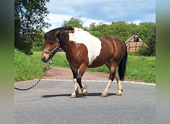 Weitere Ponys/Kleinpferde, Stute, 10 Jahre, 128 cm, Schecke