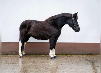 Weitere Ponys/Kleinpferde, Stute, 10 Jahre, 133 cm, Schwarzbrauner