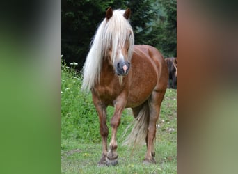 Weitere Ponys/Kleinpferde Mix, Stute, 10 Jahre, 135 cm, Fuchs