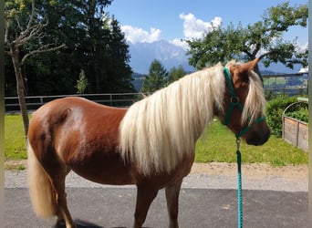 Weitere Ponys/Kleinpferde Mix, Stute, 10 Jahre, 135 cm, Fuchs