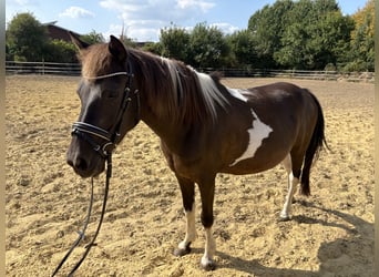 Weitere Ponys/Kleinpferde, Stute, 10 Jahre, 136 cm, Schecke