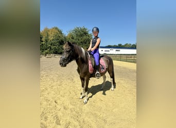 Weitere Ponys/Kleinpferde, Stute, 10 Jahre, 136 cm, Schecke