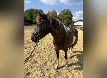 Weitere Ponys/Kleinpferde, Stute, 10 Jahre, 136 cm, Schecke