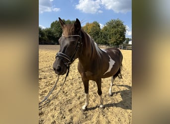 Weitere Ponys/Kleinpferde, Stute, 10 Jahre, 136 cm, Schecke
