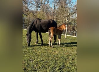 Weitere Ponys/Kleinpferde, Stute, 10 Jahre, 144 cm, Rappe