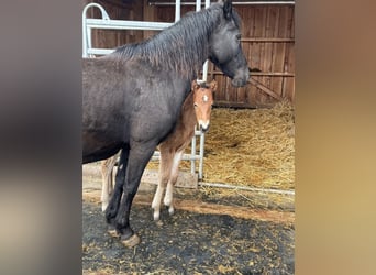 Weitere Ponys/Kleinpferde, Stute, 10 Jahre, 144 cm, Rappe