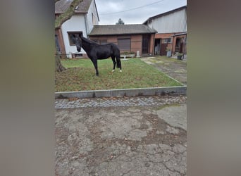 Weitere Ponys/Kleinpferde, Stute, 10 Jahre, 148 cm, Rappe