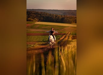 Weitere Ponys/Kleinpferde Mix, Stute, 10 Jahre, 148 cm, Roan-Red
