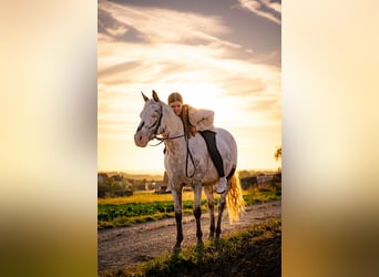 Weitere Ponys/Kleinpferde Mix, Stute, 10 Jahre, 148 cm, Roan-Red