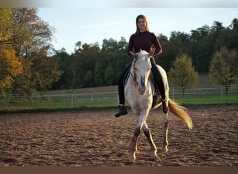 Weitere Ponys/Kleinpferde Mix, Stute, 10 Jahre, 148 cm, Roan-Red
