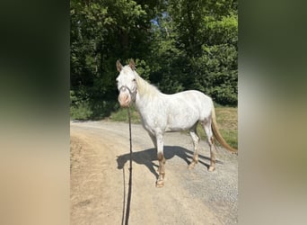 Weitere Ponys/Kleinpferde Mix, Stute, 10 Jahre, 148 cm, Roan-Red
