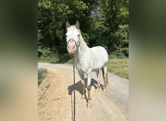 Weitere Ponys/Kleinpferde Mix, Stute, 10 Jahre, 148 cm, Roan-Red