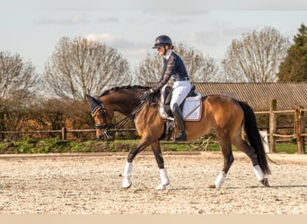 Weitere Ponys/Kleinpferde, Stute, 10 Jahre, 155 cm, Brauner