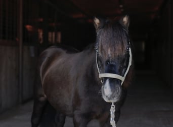 Weitere Ponys/Kleinpferde, Stute, 10 Jahre, 94 cm, Rappe